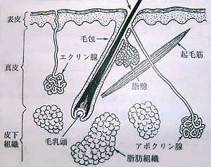 皮膚断面図