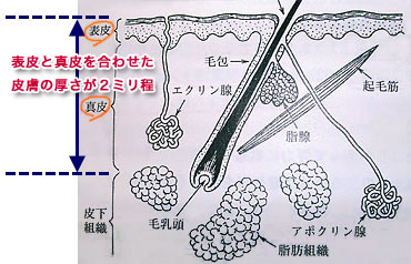 皮膚断面図、表皮と真皮